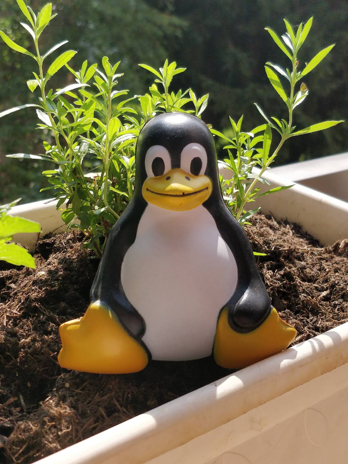 Tux im Grünen